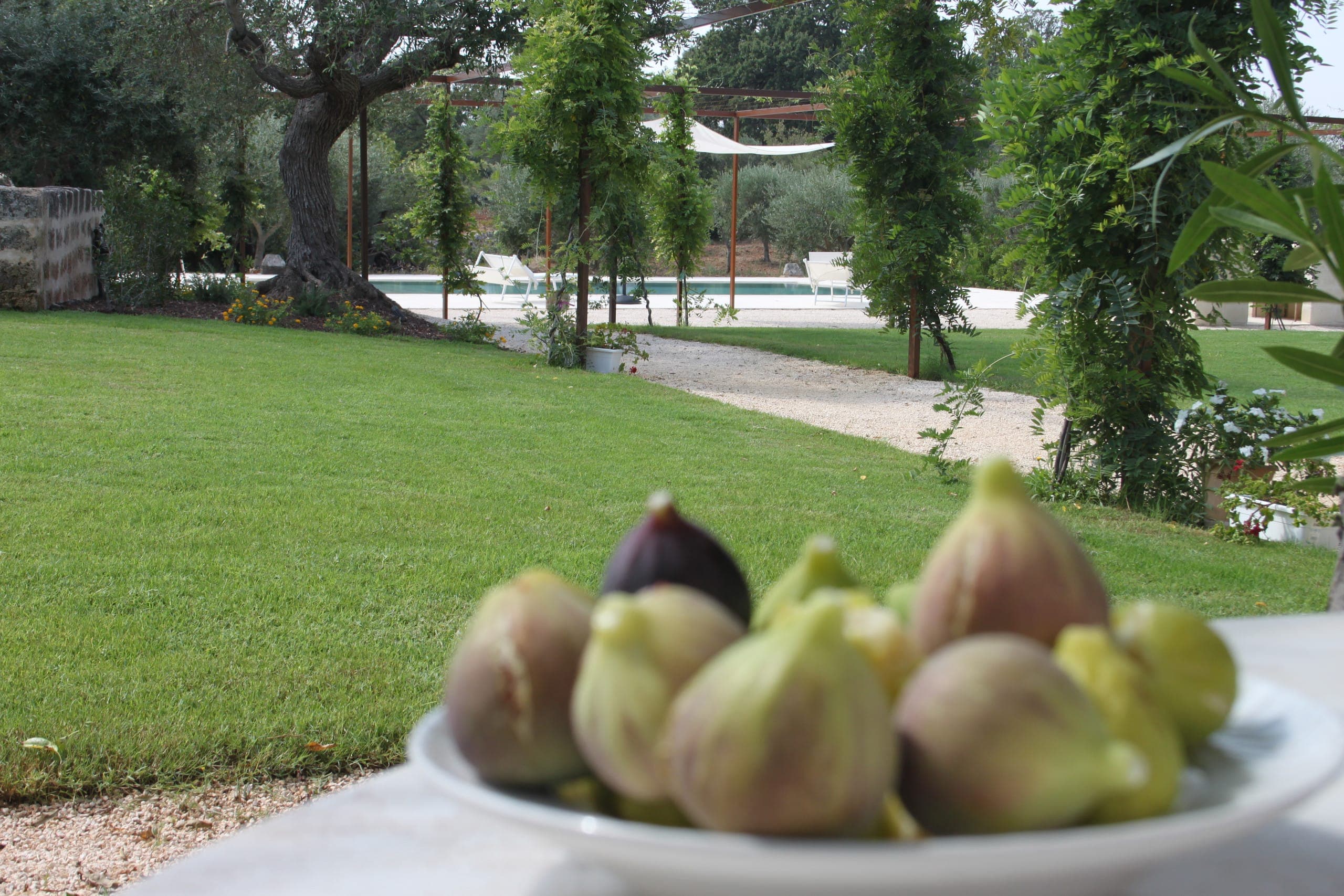 Figues fraîches cueillies dans le jardin de la masseria